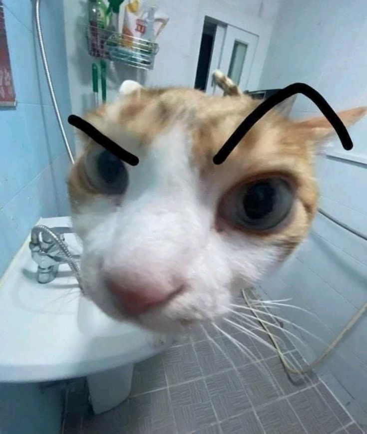 hai ծ_o